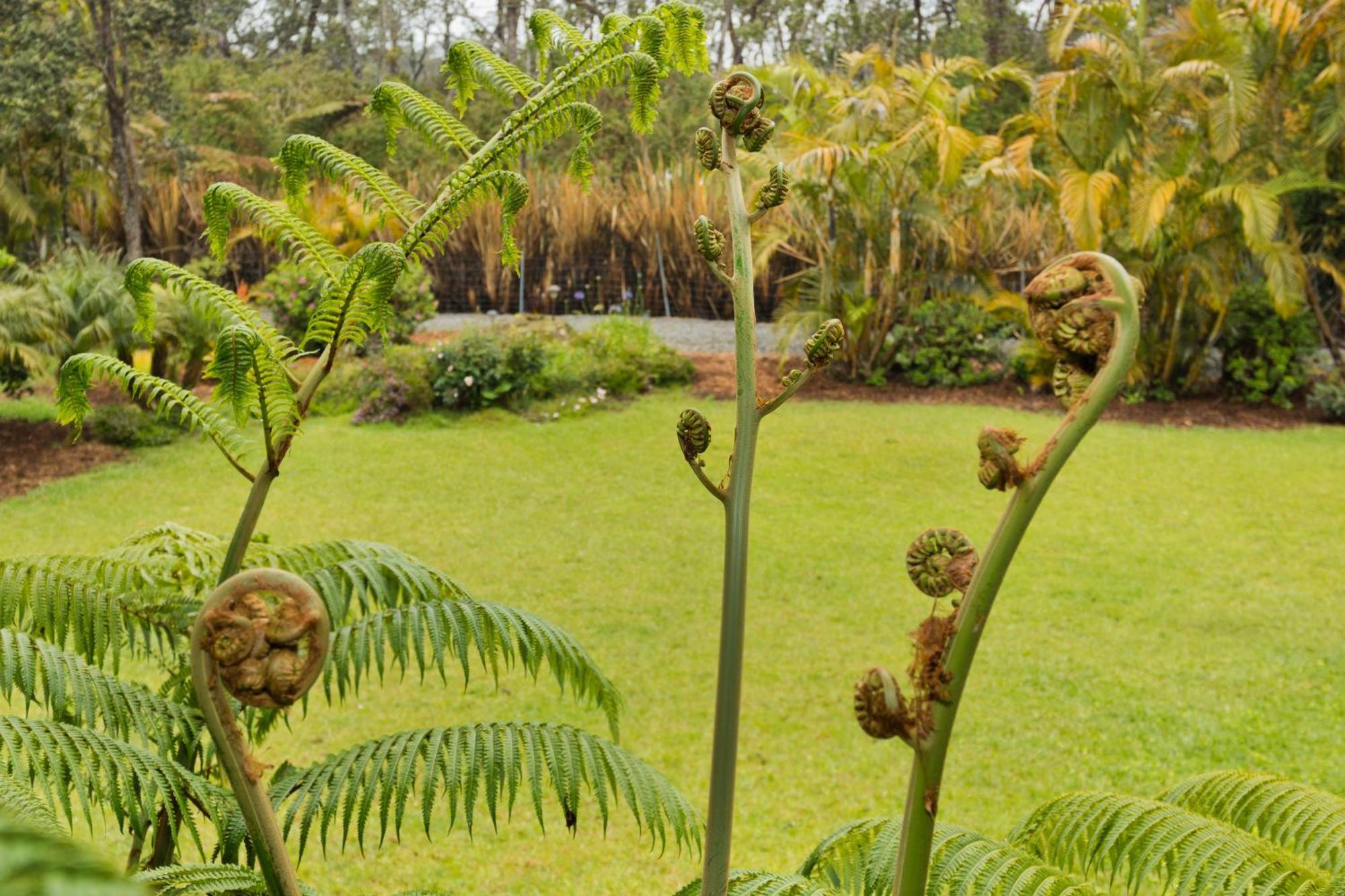 Aloha Junction Bed And Breakfast -Minutes Away From Hawaii Volcanoes National Park Bagian luar foto