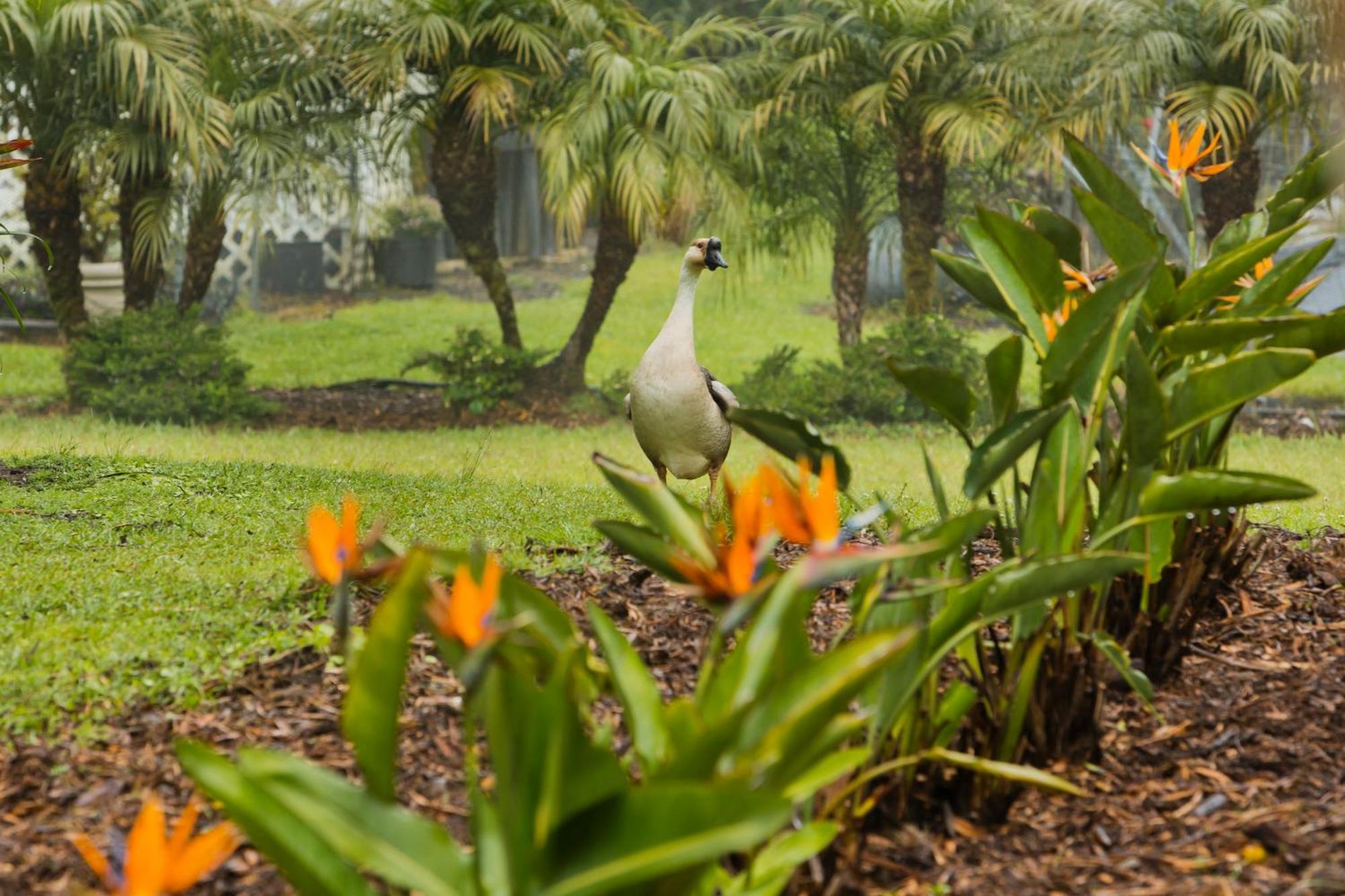 Aloha Junction Bed And Breakfast -Minutes Away From Hawaii Volcanoes National Park Bagian luar foto
